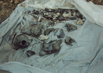 Close-up of Remains Recovered from Gornji-Vakuf by M. Cherif Bassiouni 1937-2017
